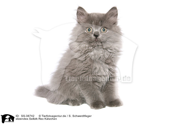 sitzendes Selkirk Rex Ktzchen / SS-38742