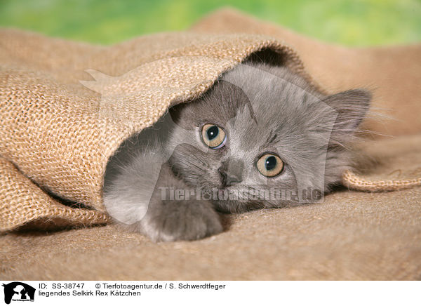 liegendes Selkirk Rex Ktzchen / lying Selkirk Rex Kitten / SS-38747