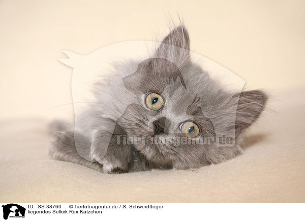 liegendes Selkirk Rex Ktzchen / SS-38760