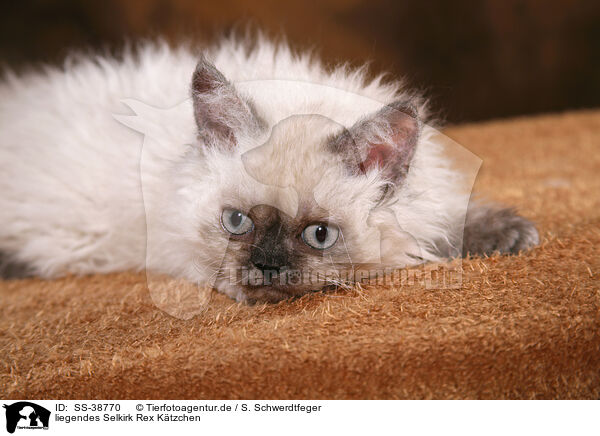 liegendes Selkirk Rex Ktzchen / lying Selkirk Rex Kitten / SS-38770