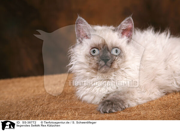 liegendes Selkirk Rex Ktzchen / SS-38772