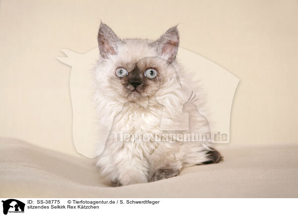 sitzendes Selkirk Rex Ktzchen / SS-38775