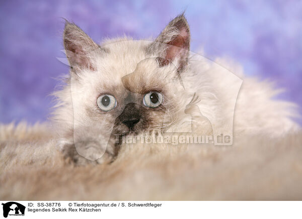 liegendes Selkirk Rex Ktzchen / lying Selkirk Rex Kitten / SS-38776