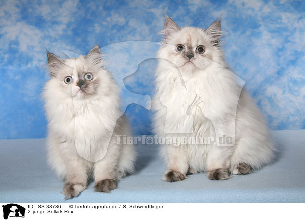 2 junge Selkirk Rex / SS-38786