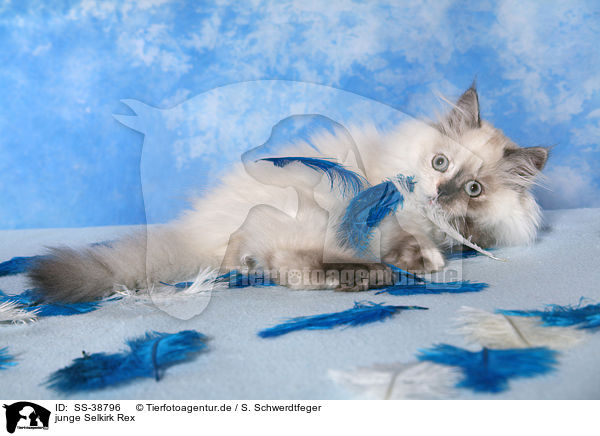 junge Selkirk Rex / SS-38796