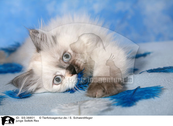 junge Selkirk Rex / SS-38801