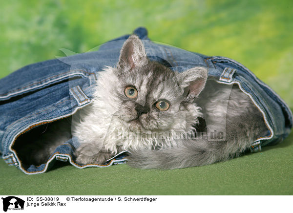junge Selkirk Rex / young Selkirk Rex / SS-38819