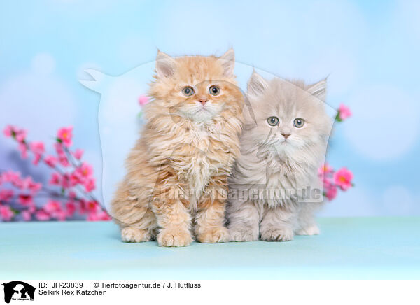 Selkirk Rex Ktzchen / JH-23839