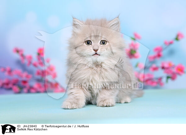 Selkirk Rex Ktzchen / JH-23840