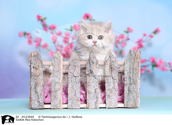 Selkirk Rex Ktzchen / JH-23846