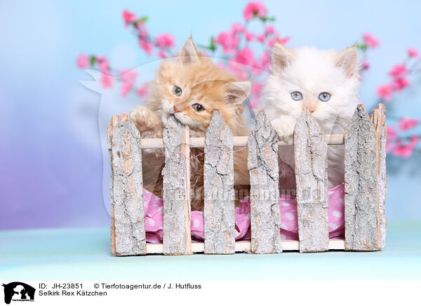 Selkirk Rex Ktzchen / Selkirk Rex Kitten / JH-23851