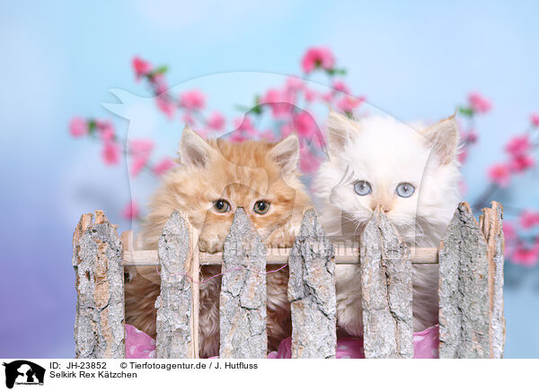 Selkirk Rex Ktzchen / JH-23852
