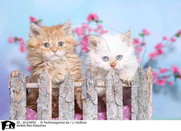 Selkirk Rex Ktzchen / JH-23854