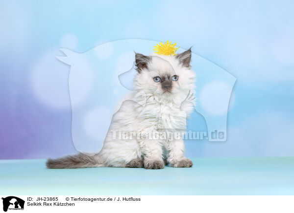 Selkirk Rex Ktzchen / JH-23865