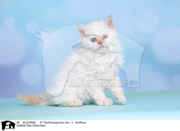 Selkirk Rex Ktzchen / JH-23868