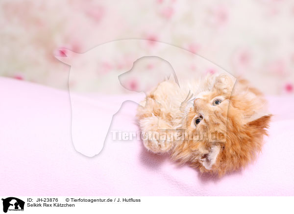 Selkirk Rex Ktzchen / Selkirk Rex Kitten / JH-23876