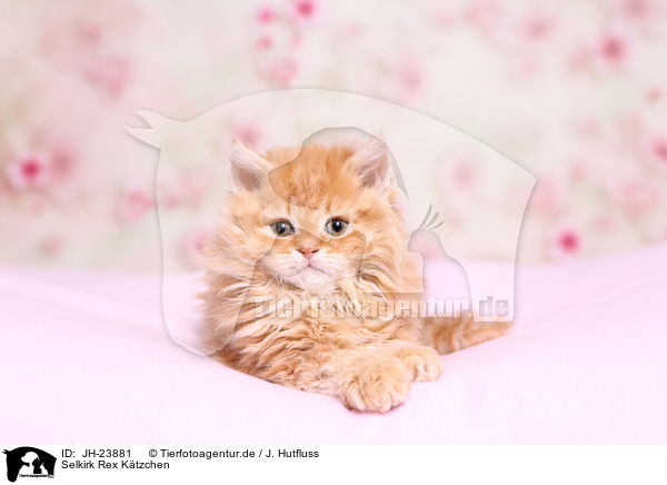 Selkirk Rex Ktzchen / JH-23881