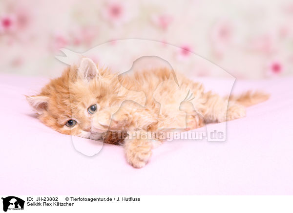 Selkirk Rex Ktzchen / JH-23882