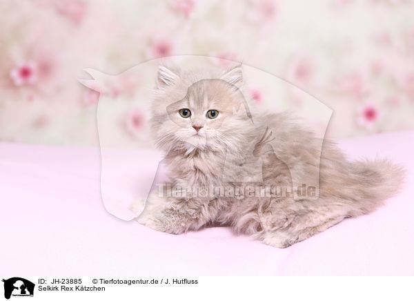 Selkirk Rex Ktzchen / JH-23885