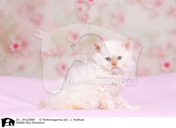 Selkirk Rex Ktzchen / JH-23886