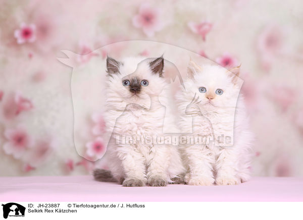 Selkirk Rex Ktzchen / JH-23887