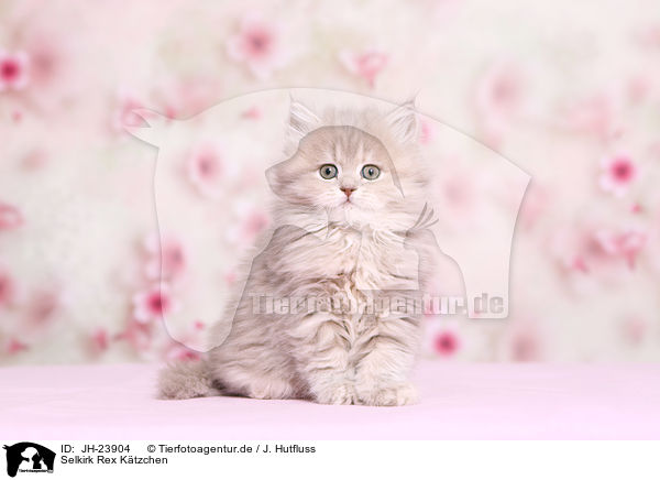 Selkirk Rex K�tzchen / JH-23904