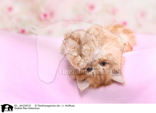 Selkirk Rex Ktzchen / Selkirk Rex Kitten / JH-23915