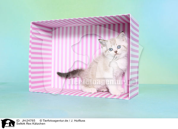 Selkirk Rex K�tzchen / Selkirk Rex Kitten / JH-24765