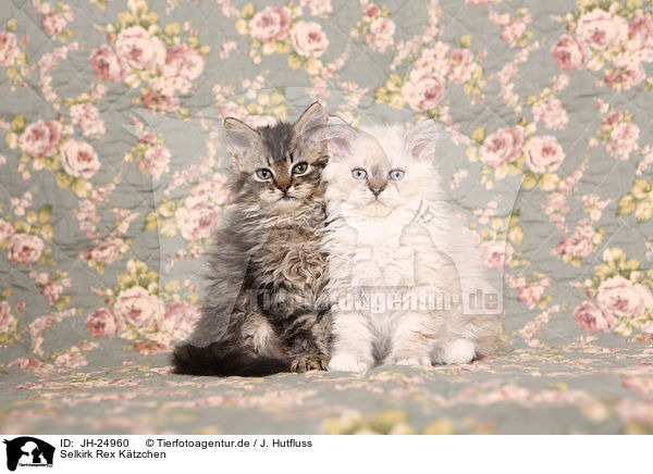 Selkirk Rex Ktzchen / Selkirk Rex Kitten / JH-24960