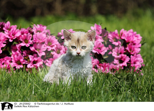 Selkirk Rex Ktzchen / JH-25882