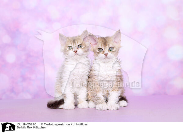 Selkirk Rex Ktzchen / Selkirk Rex kitten / JH-25890