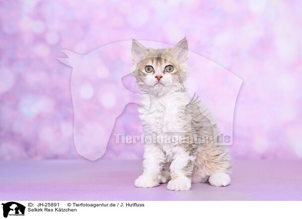 Selkirk Rex Ktzchen / JH-25891