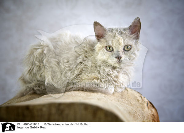 liegende Selkirk Rex / HBO-01813