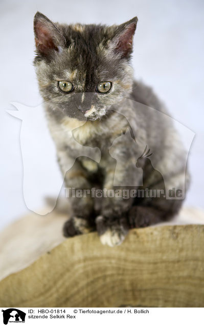 sitzende Selkirk Rex / sitting Selkirk Rex / HBO-01814