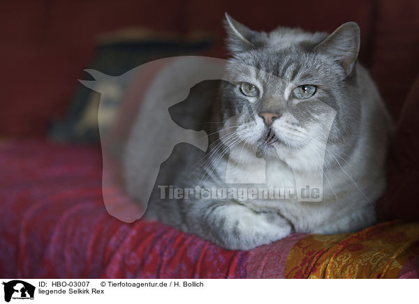 liegende Selkirk Rex / lying Selkirk Rex / HBO-03007