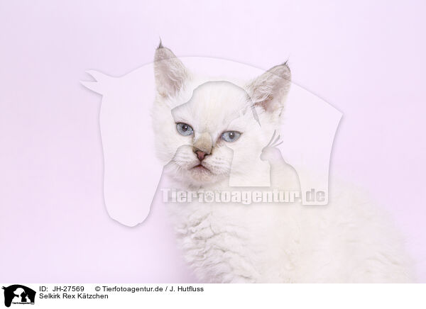 Selkirk Rex Ktzchen / Selkirk Rex kitten / JH-27569