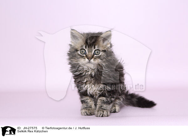 Selkirk Rex Ktzchen / JH-27575