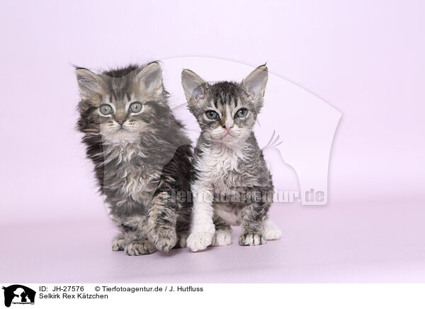 Selkirk Rex Ktzchen / JH-27576