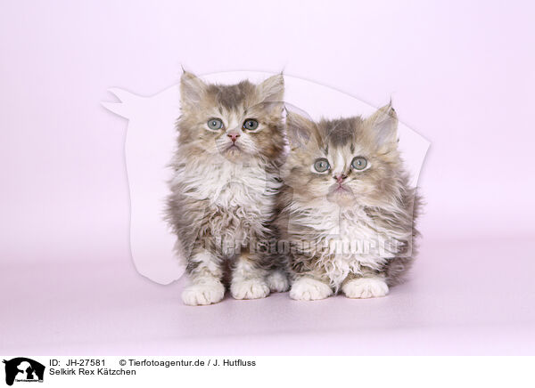 Selkirk Rex Ktzchen / Selkirk Rex kitten / JH-27581