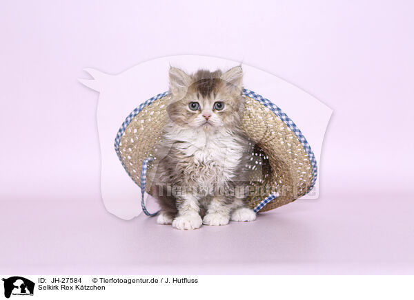 Selkirk Rex Ktzchen / JH-27584