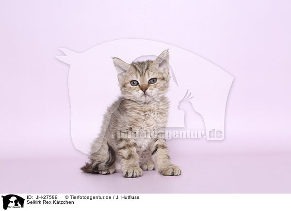 Selkirk Rex K�tzchen / Selkirk Rex kitten / JH-27589