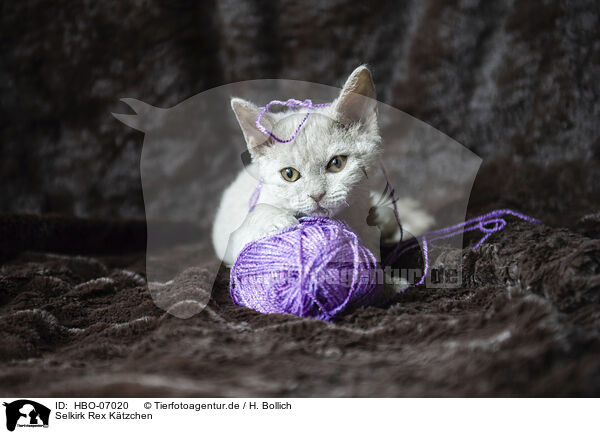 Selkirk Rex Ktzchen / Selkirk Rex kitten / HBO-07020