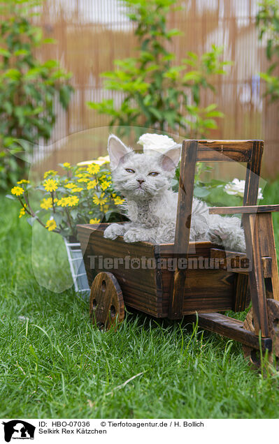 Selkirk Rex Ktzchen / HBO-07036