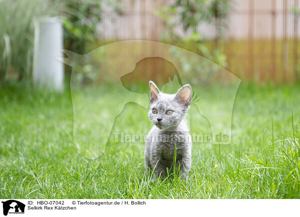 Selkirk Rex Ktzchen / Selkirk Rex kitten / HBO-07042