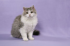 sitzende Selkirk Rex