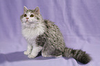 sitzende Selkirk Rex