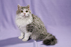 sitzende Selkirk Rex