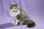 sitzende Selkirk Rex