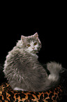 sitzende Selkirk Rex