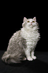 sitzende Selkirk Rex